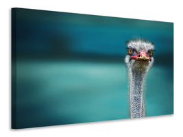 canvas-print-blue-meets-ostrich