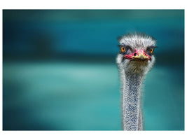 canvas-print-blue-meets-ostrich