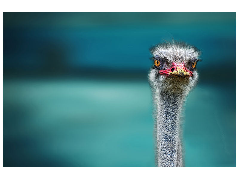 canvas-print-blue-meets-ostrich