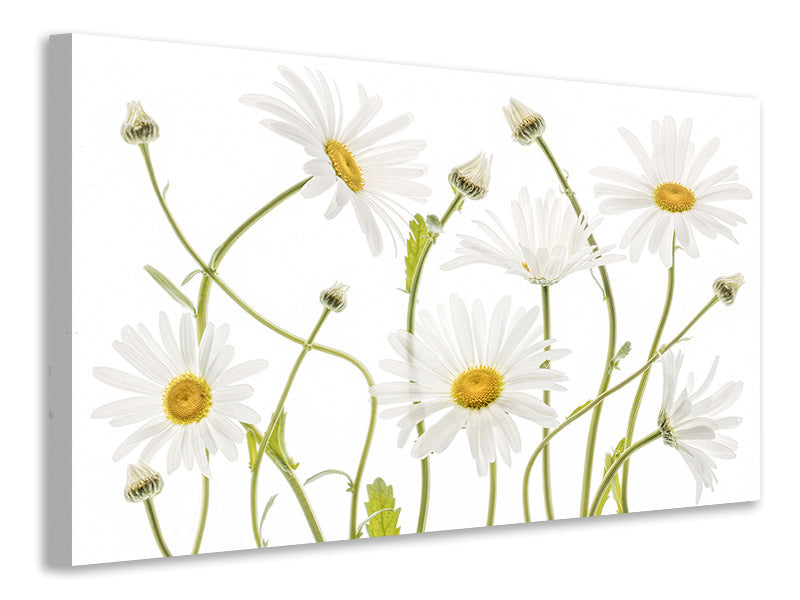 modern-3-piece-canvas-print-ox-eye-daisies