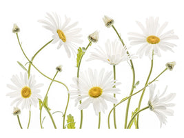 5-piece-canvas-print-ox-eye-daisies