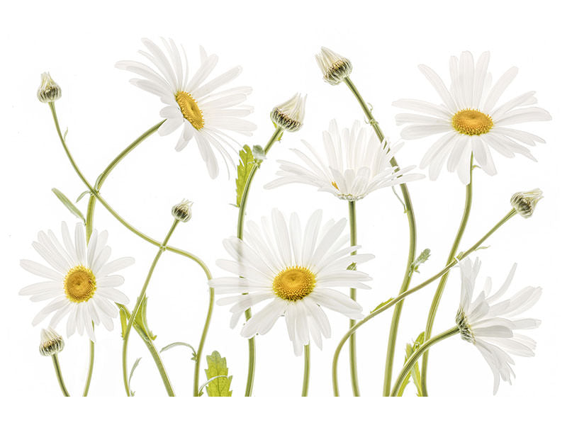 modern-4-piece-canvas-print-ox-eye-daisies