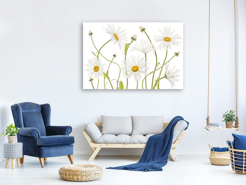 4-piece-canvas-print-ox-eye-daisies