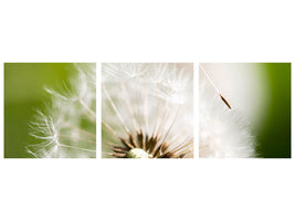 panoramic-3-piece-canvas-print-blowball-dandelion