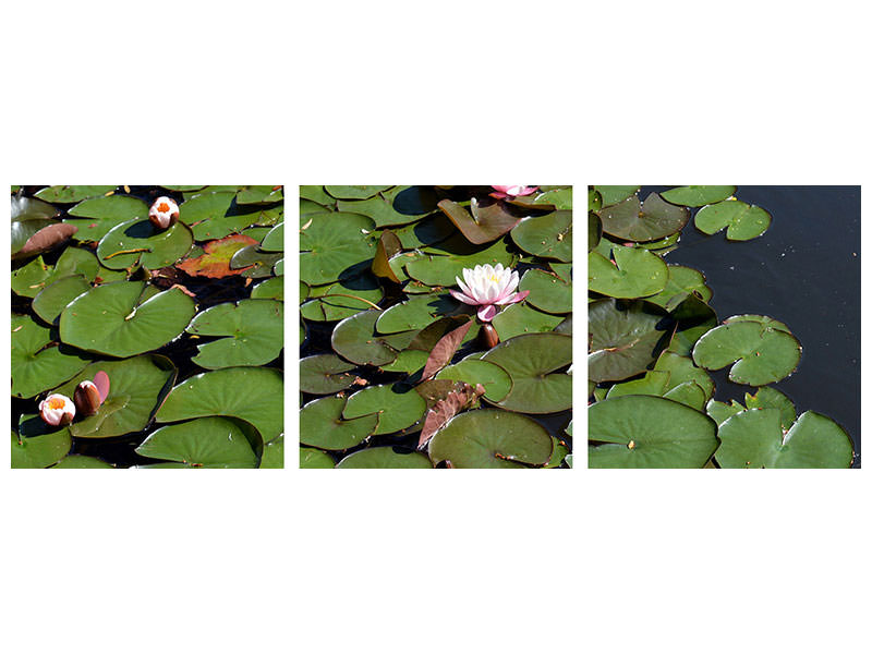 panoramic-3-piece-canvas-print-white-water-lilies-in-the-pond