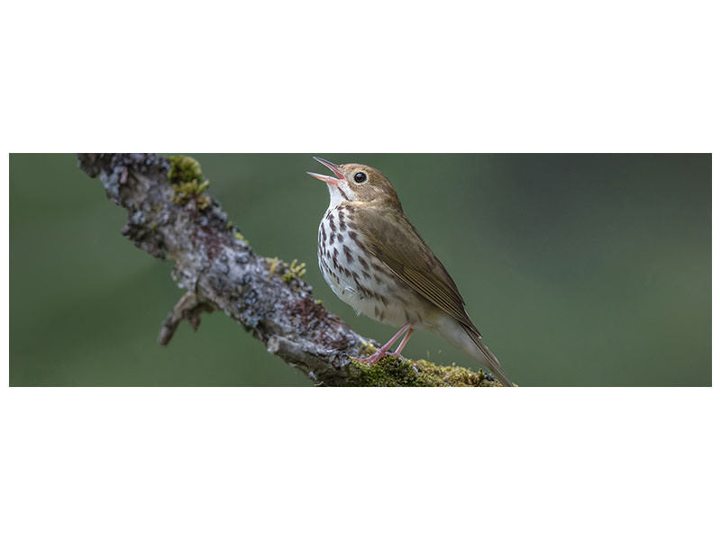 panoramic-canvas-print-in-the-forest-p