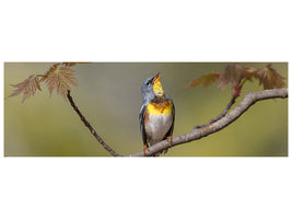 panoramic-canvas-print-parula-on-stage