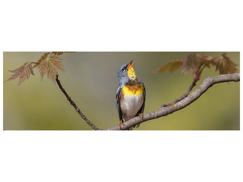 panoramic-canvas-print-parula-on-stage