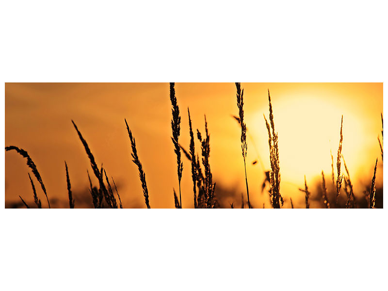 panoramic-canvas-print-sunrise-on-the-field