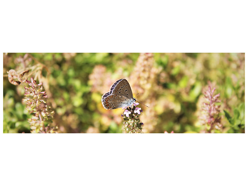 panoramic-canvas-print-the-blue