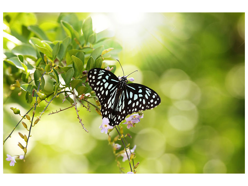 panoramic-3-piece-canvas-print-papilio-butterfly-xxl