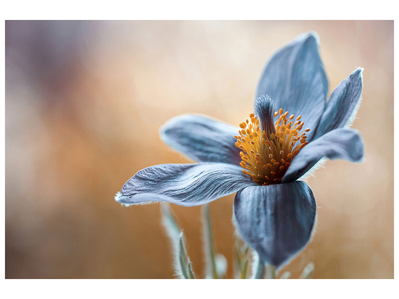 5-piece-canvas-print-pasque