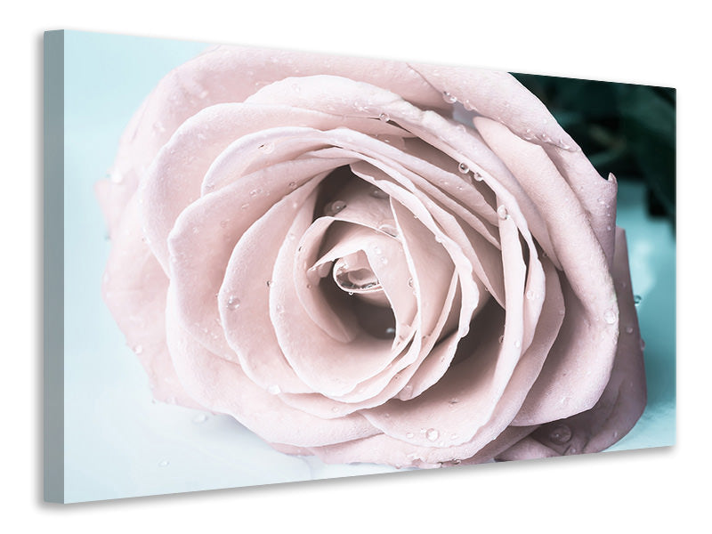 modern-4-piece-canvas-print-pastel-rose