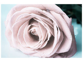3-piece-canvas-print-pastel-rose