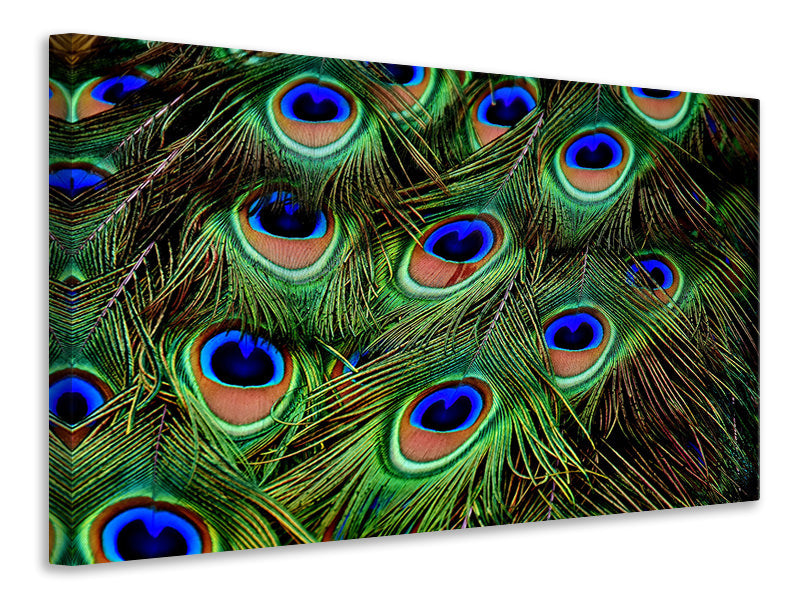 modern-4-piece-canvas-print-peacock-feathers-xxl