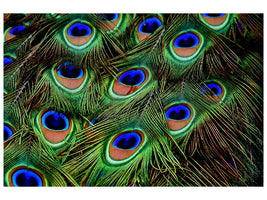 panoramic-3-piece-canvas-print-peacock-feathers-xxl