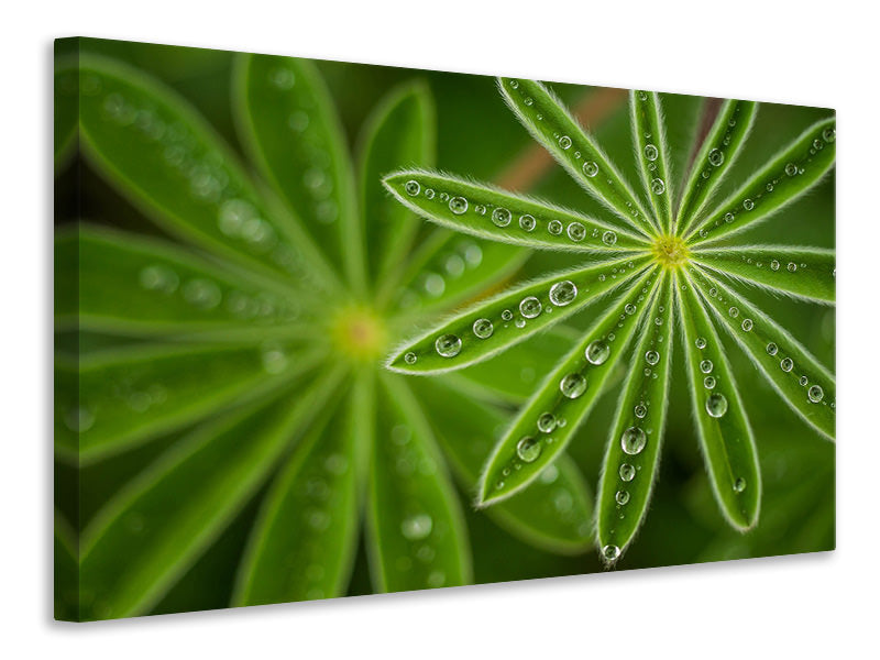 panoramic-canvas-print-pearly-lupine