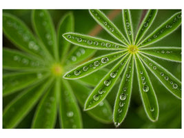 4-piece-canvas-print-pearly-lupine