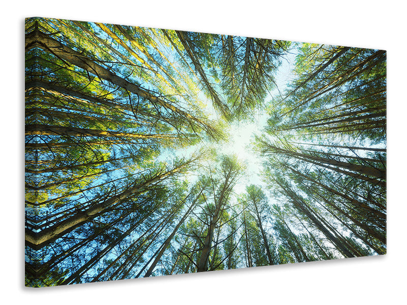 3-piece-canvas-print-pine-forest