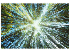 panoramic-canvas-print-pine-forest