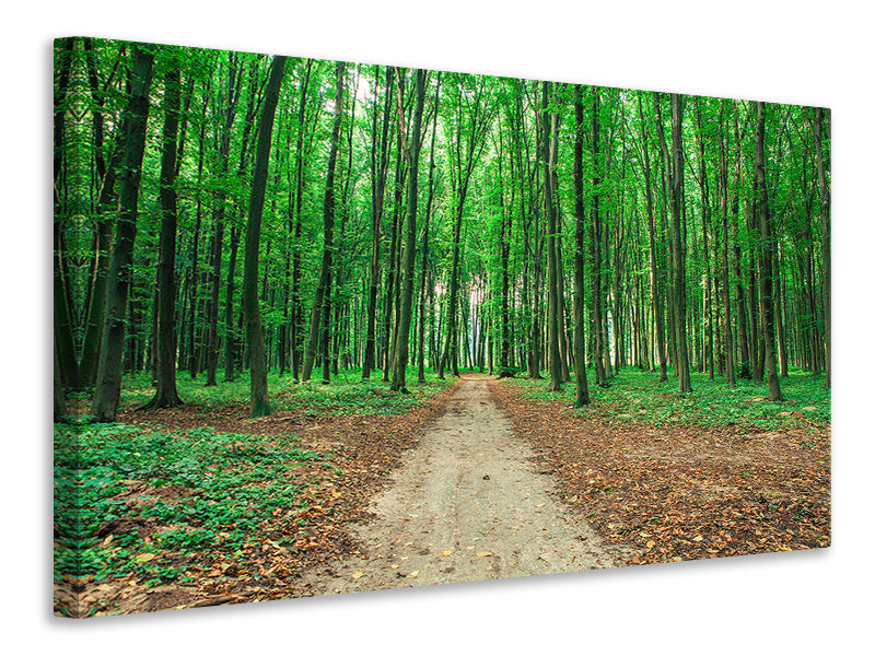 panoramic-3-piece-canvas-print-pine-forests