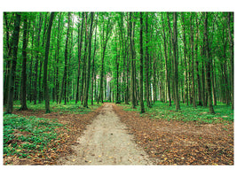 panoramic-canvas-print-pine-forests