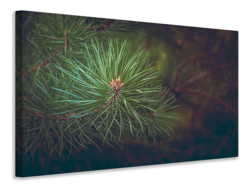 4-piece-canvas-print-pine-tree-close-up