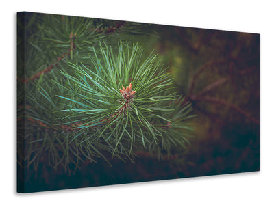 panoramic-canvas-print-pine-tree-close-up