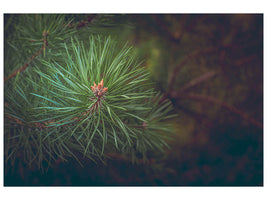 modern-3-piece-canvas-print-pine-tree-close-up
