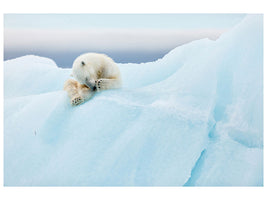 4-piece-canvas-print-polar-bear-grooming