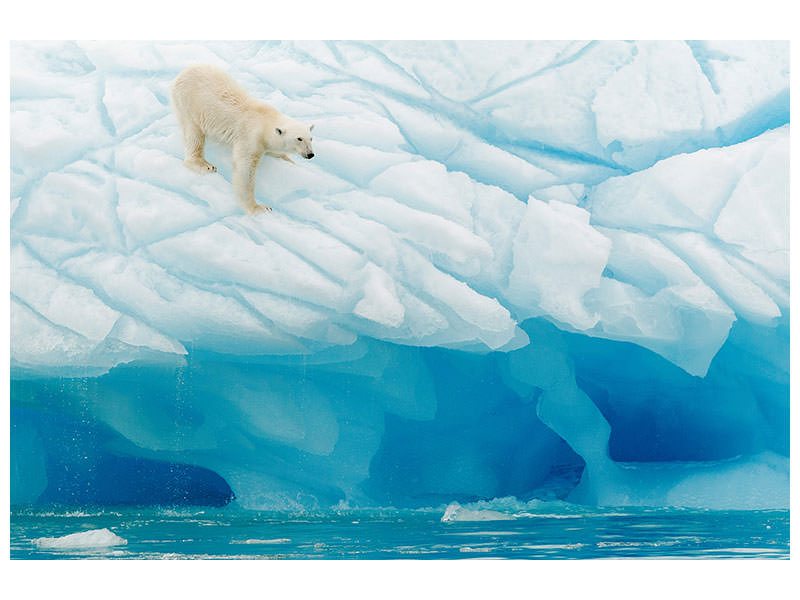 3-piece-canvas-print-polar-bear