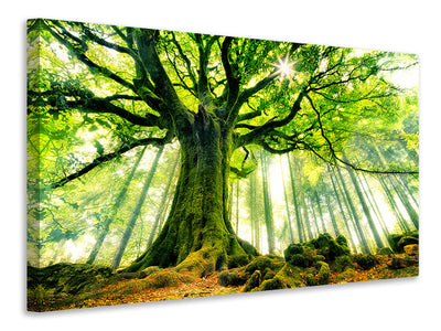 3-piece-canvas-print-ponthus-beech