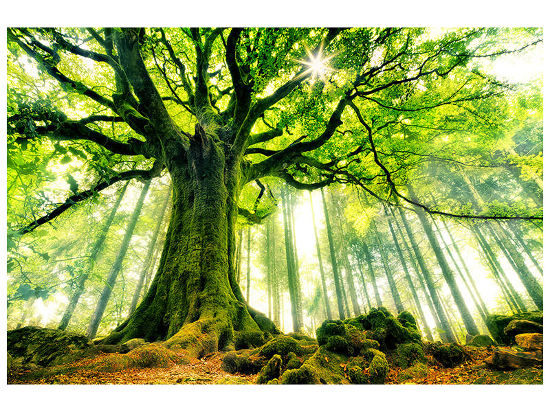 4-piece-canvas-print-ponthus-beech