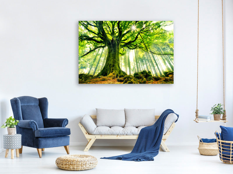 4-piece-canvas-print-ponthus-beech