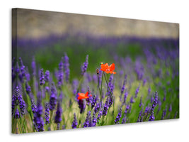 5-piece-canvas-print-poppy-in-the-lavender