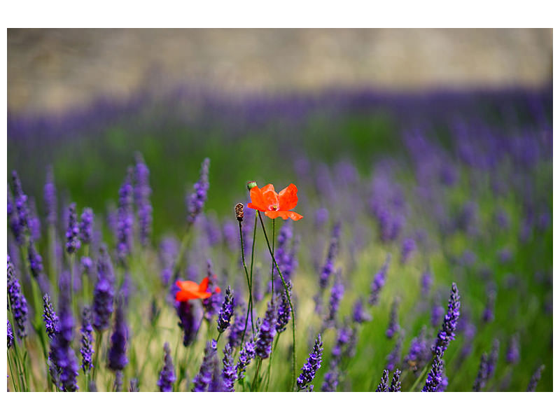 4-piece-canvas-print-poppy-in-the-lavender