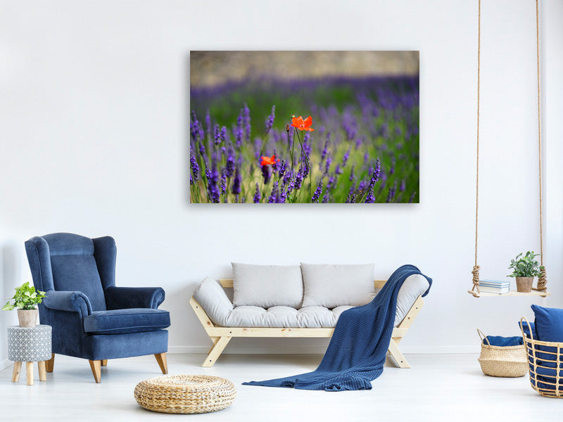 modern-4-piece-canvas-print-poppy-in-the-lavender