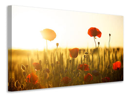 3-piece-canvas-print-poppy-in-the-sunset