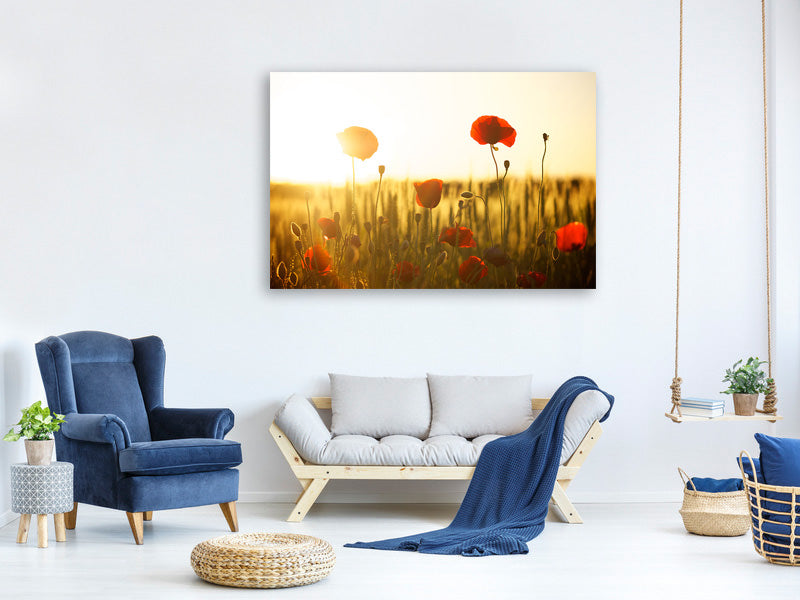3-piece-canvas-print-poppy-in-the-sunset