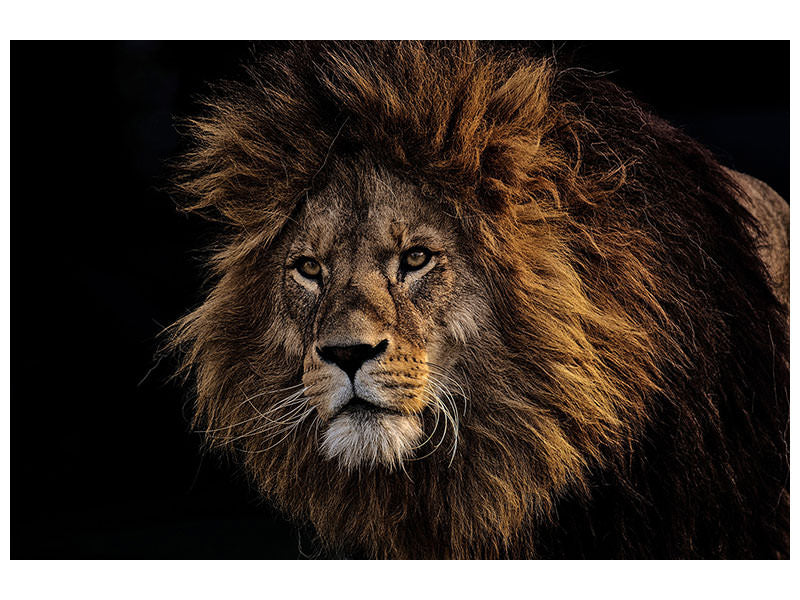 3-piece-canvas-print-portrait-of-a-lion