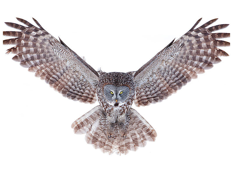 modern-3-piece-canvas-print-power-great-grey-owl