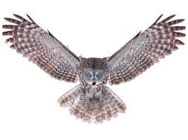 3-piece-canvas-print-power-great-grey-owl