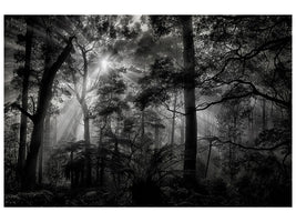 panoramic-canvas-print-primary-forest