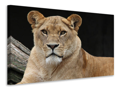 3-piece-canvas-print-proud-lioness