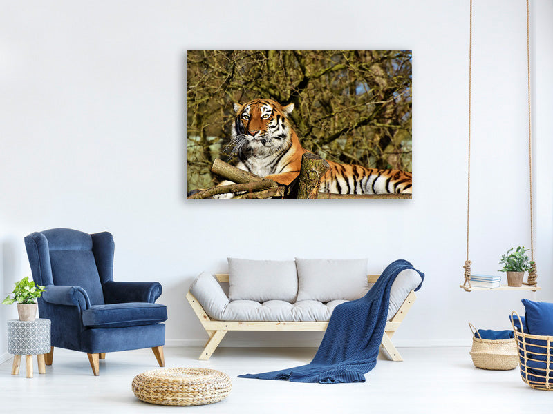 3-piece-canvas-print-proud-tiger