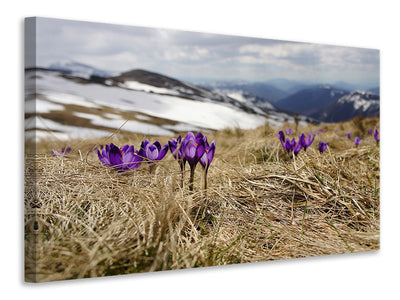 3-piece-canvas-print-purple-crocus