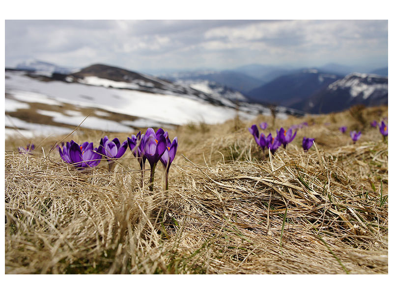 3-piece-canvas-print-purple-crocus