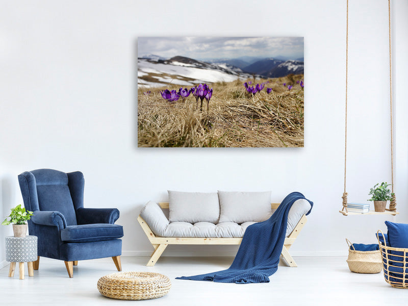 3-piece-canvas-print-purple-crocus