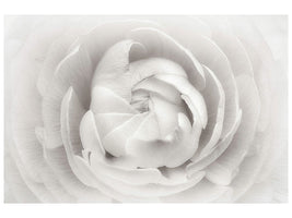 5-piece-canvas-print-ranunculus