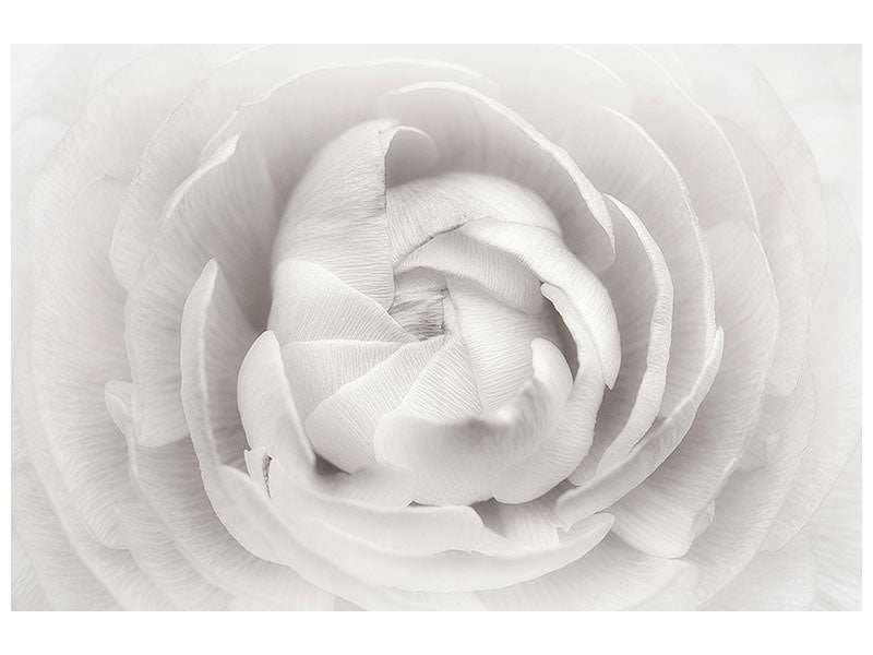 5-piece-canvas-print-ranunculus